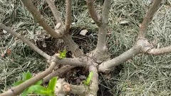 Ska man plantera djupt eller inte? Ett misstag med hortensian som kan förstöra busken