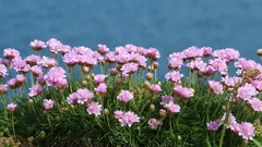 Den mest underskattade växten för trädgården: tål både vind och torka