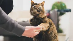 Hemligheten som katter inte vill avslöja: hur man får dem att ge tass