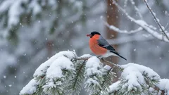 Om snösparvar inte är flyttfåglar, varför syns de då inte på sommaren? Nu har vi äntligen fått svaret